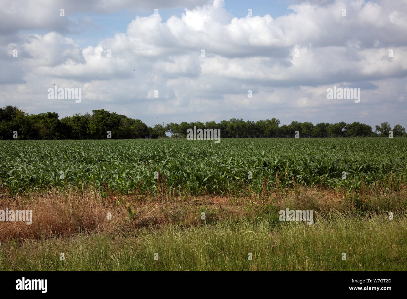 Bella europee e scene rurali in Baldwin County, Alabama. Gli alberi di noci pecan sono abbondanti Foto Stock