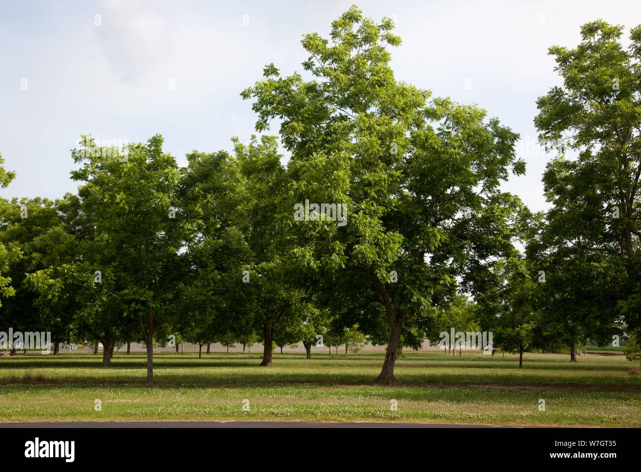Bella europee e scene rurali in Baldwin County, Alabama. Gli alberi di noci pecan sono abbondanti Foto Stock
