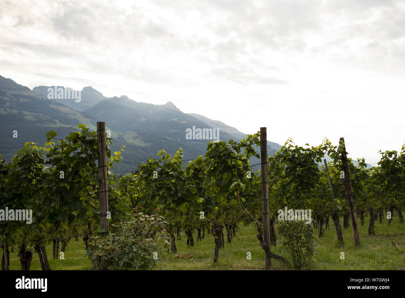 L'uva cresce su vitigni nella gazzetta vigna del Principe del Liechtenstein a Vaduz, conosciuto soprattutto per il pinot nero noto come blu borgogna. Foto Stock