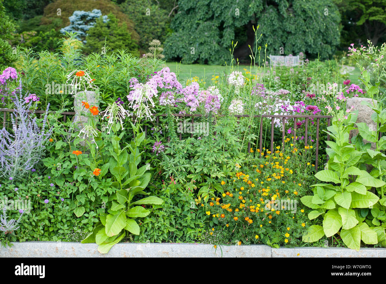 Un lussureggiante e frontiera bello circonda la Smith College Botanic Gardens a Northampton, MA. Foto Stock