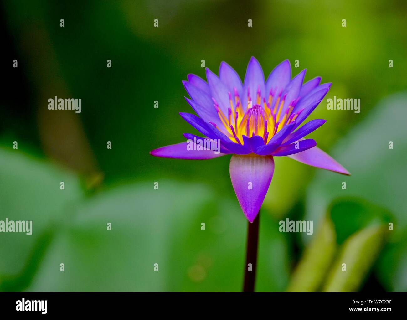 GIGLIO DI ACQUA Foto Stock