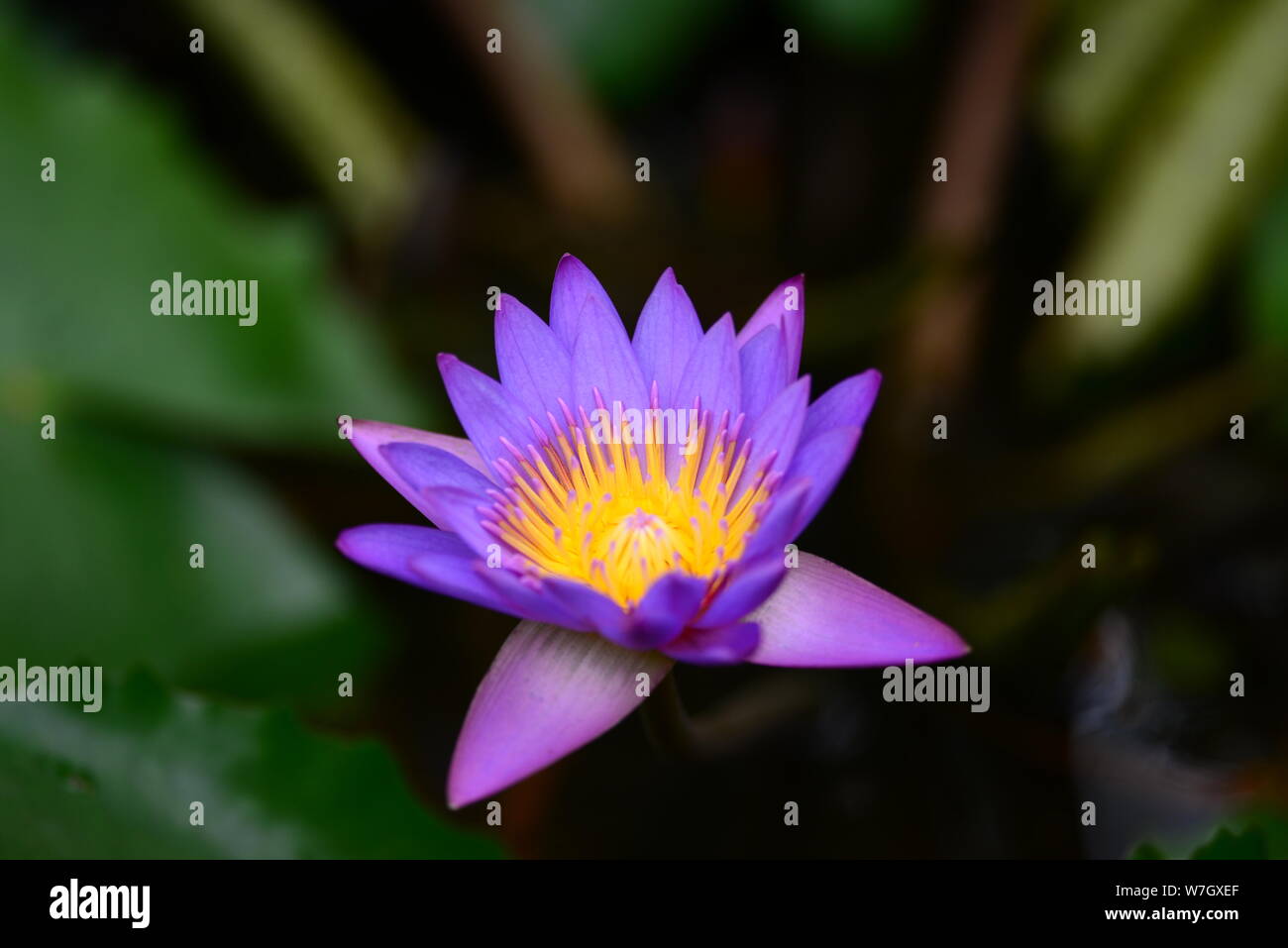 GIGLIO DI ACQUA Foto Stock
