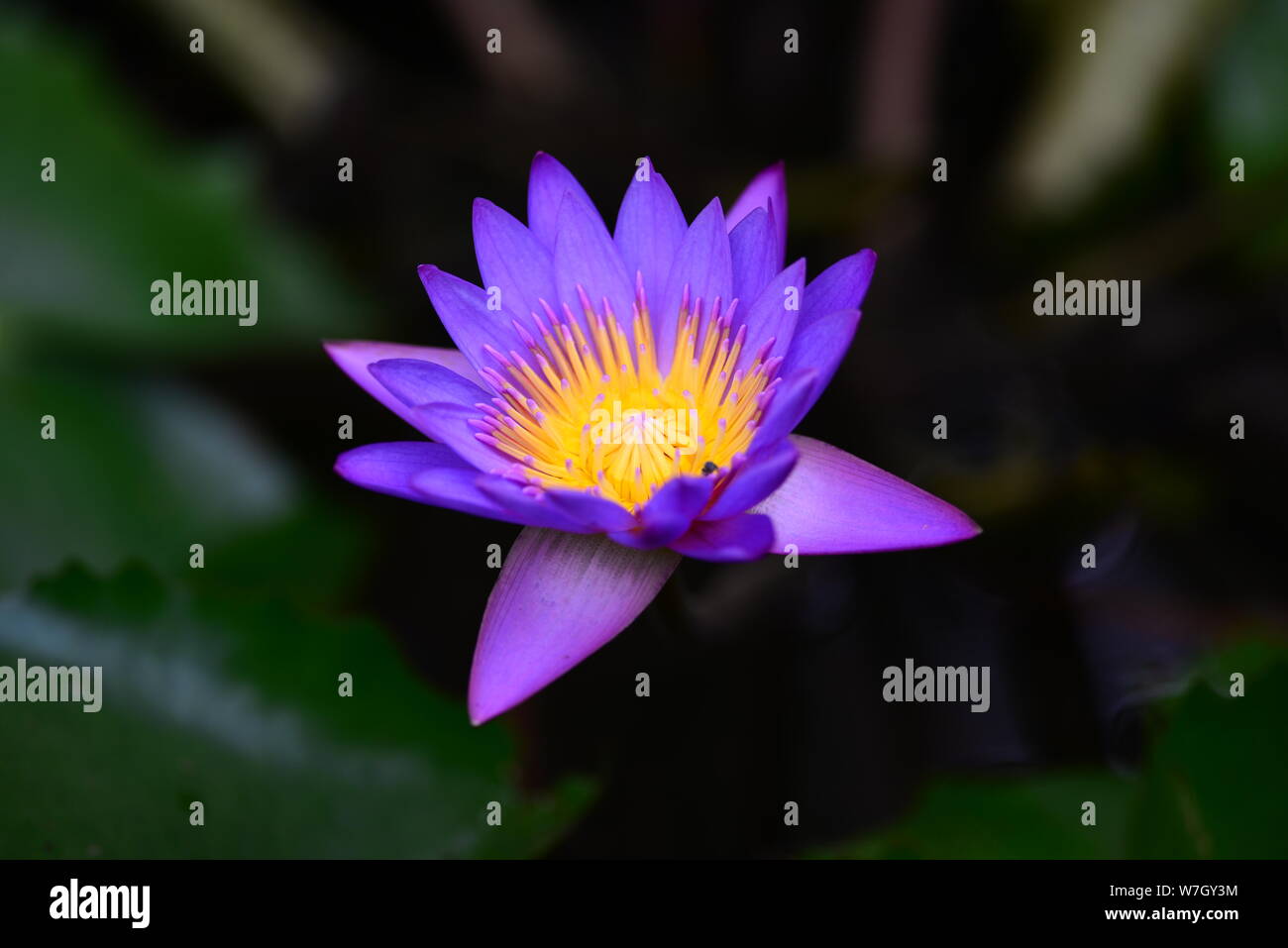 GIGLIO DI ACQUA Foto Stock