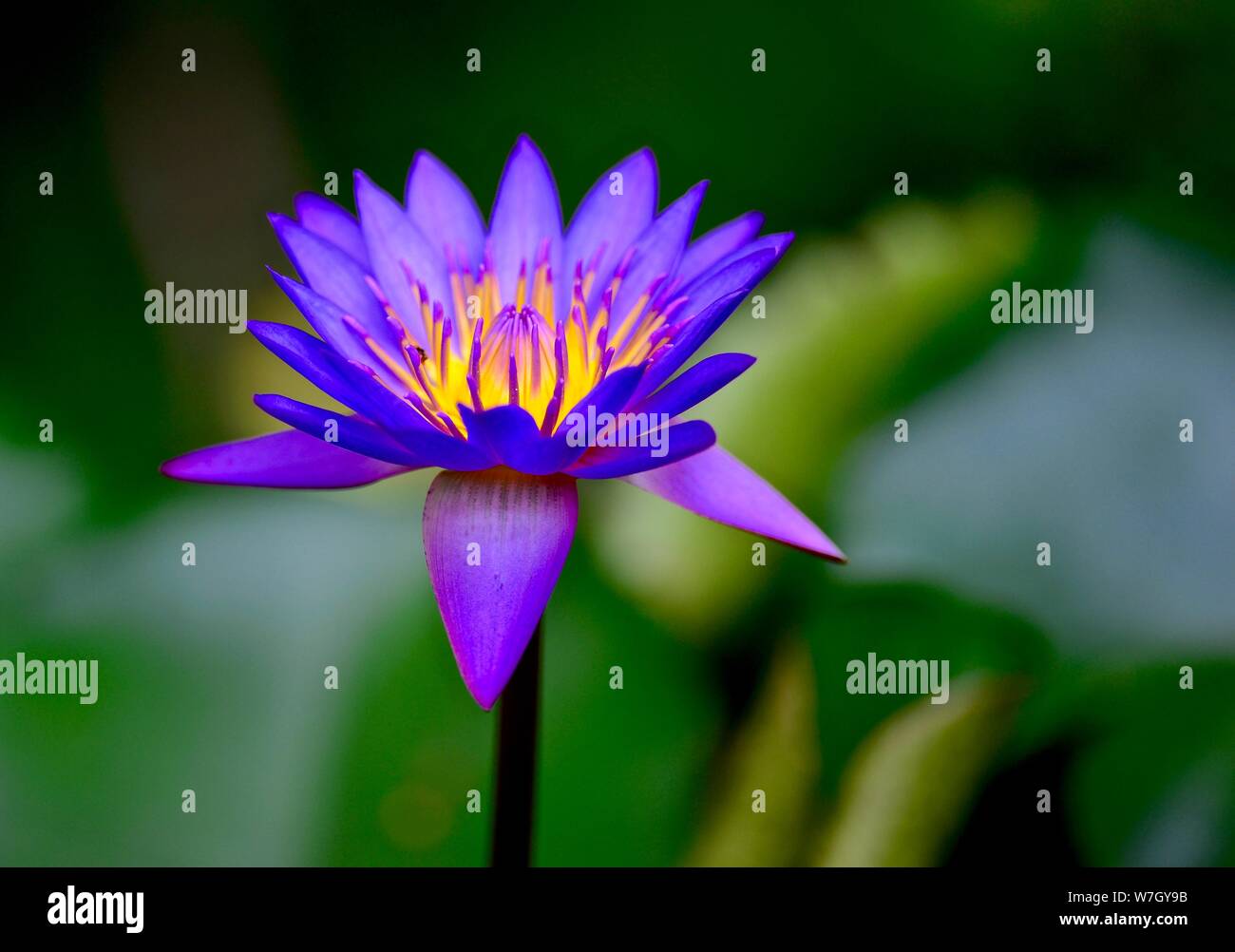 GIGLIO DI ACQUA Foto Stock