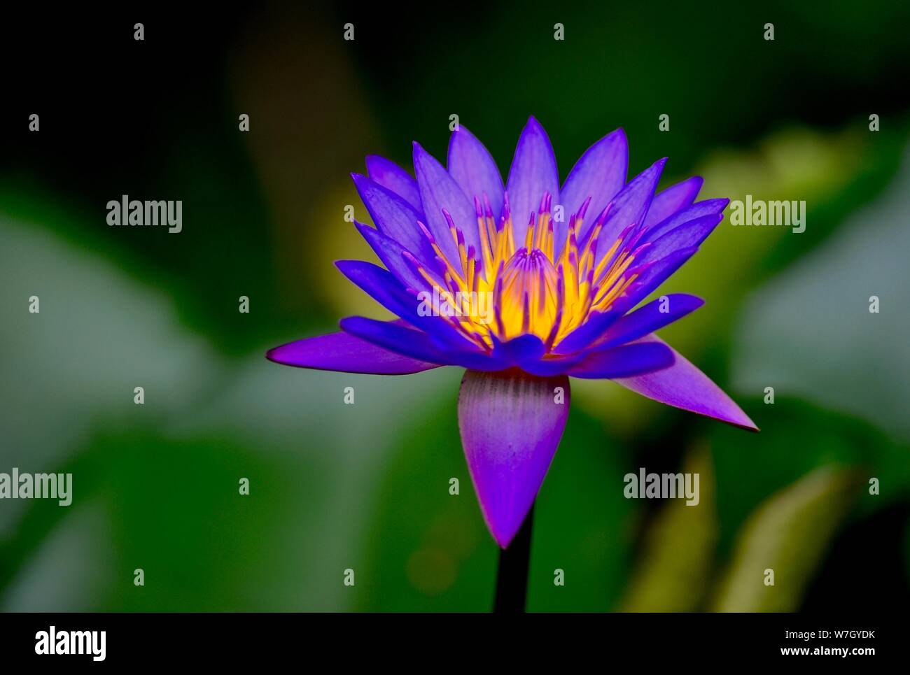 GIGLIO DI ACQUA Foto Stock