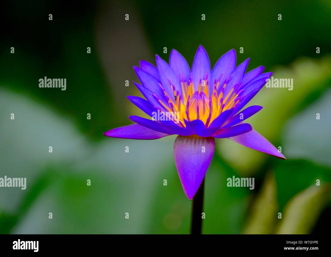 GIGLIO DI ACQUA Foto Stock