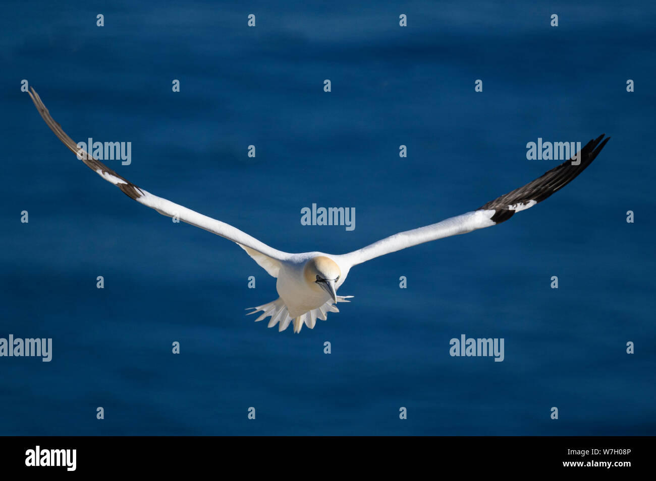 Northern Gannet in volo su Bird Rock a Cape Santa Maria della riserva ecologica, Terranova, Canada. Foto Stock