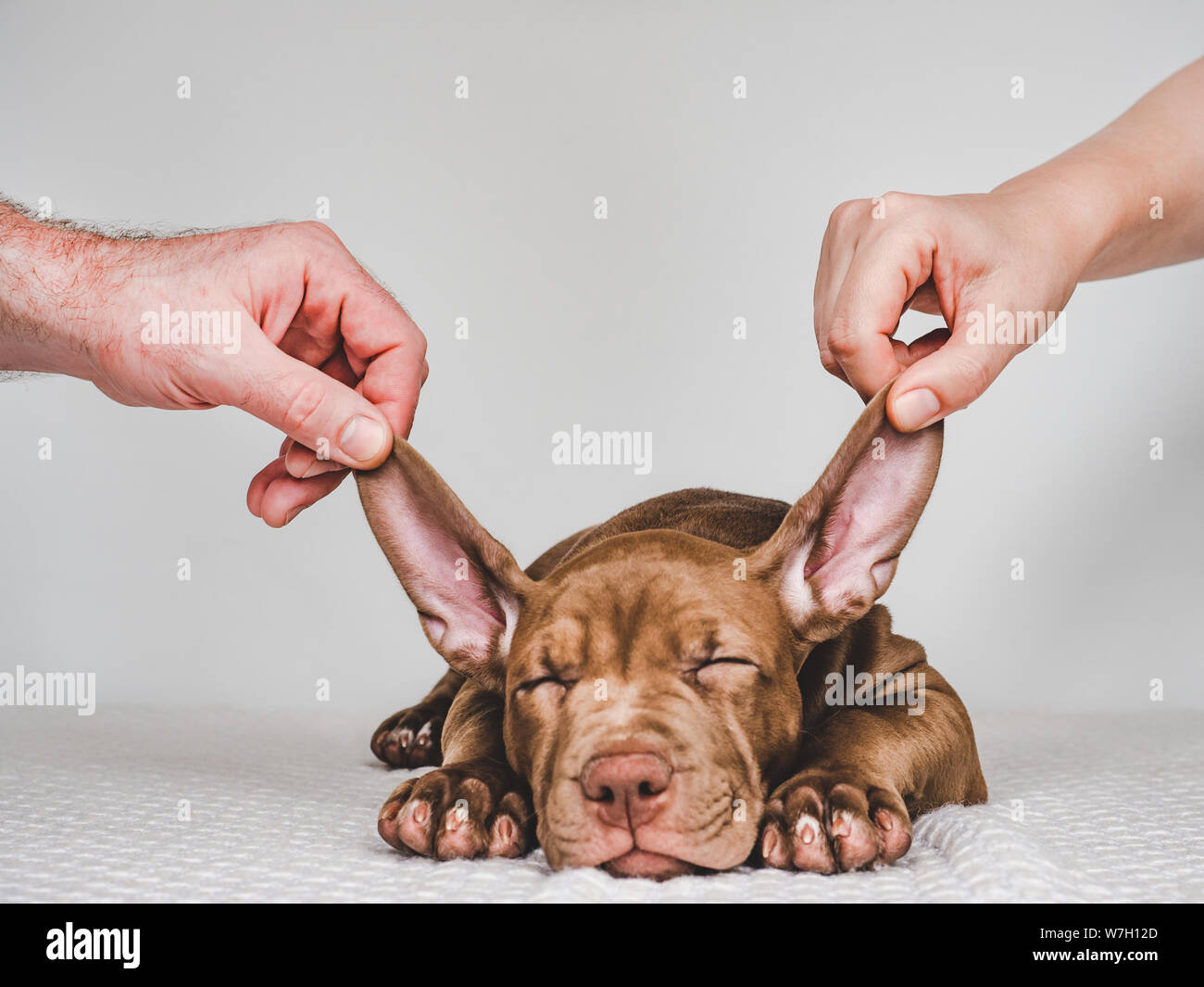 Grazioso cucciolo, mani di uomo e donna Foto Stock