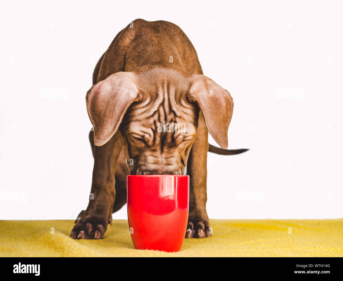 Giovani, grazioso cucciolo. Studio foto. Cura degli animali Foto Stock