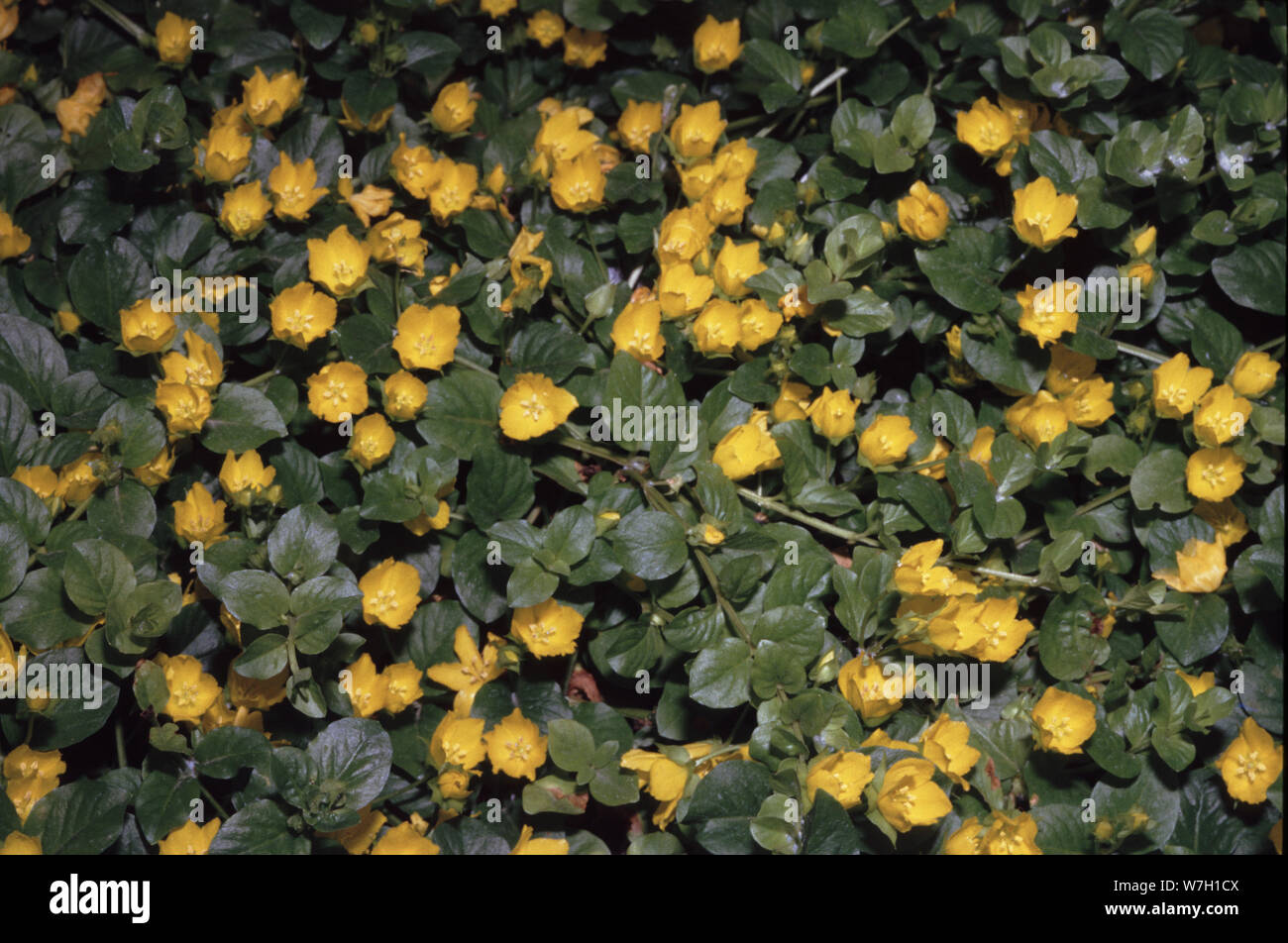 Moneywort, genny strisciante, twopence delle erbe o erba twopenny (Lysimachia nummularia) Foto Stock