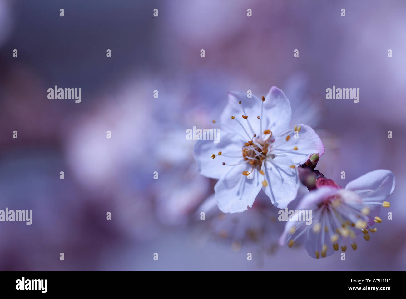 La leggermente sfocata albicocca bellissimi fiori bianchi Foto Stock