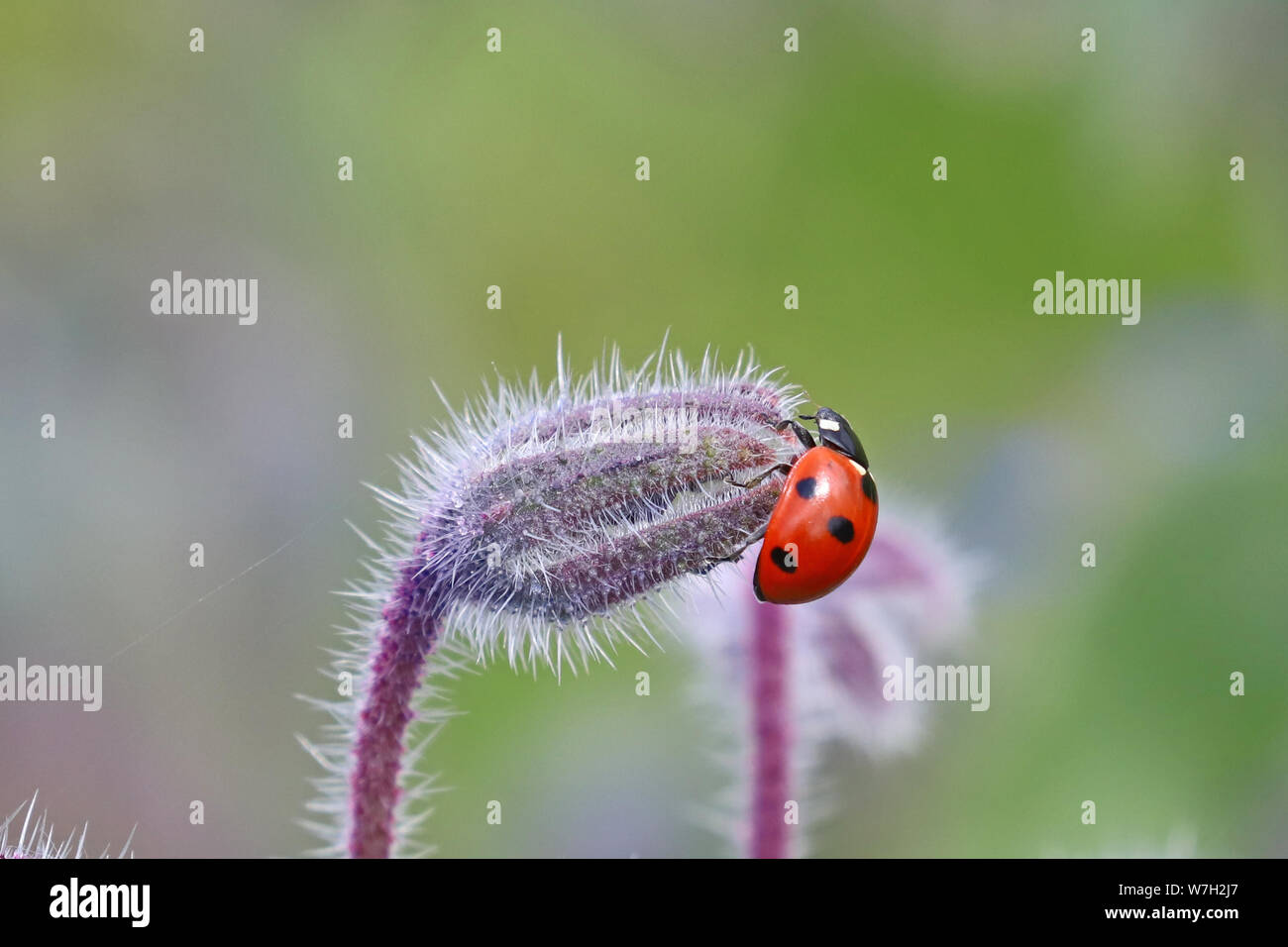 7 spot coccinella su un fiore peloso bud Foto Stock