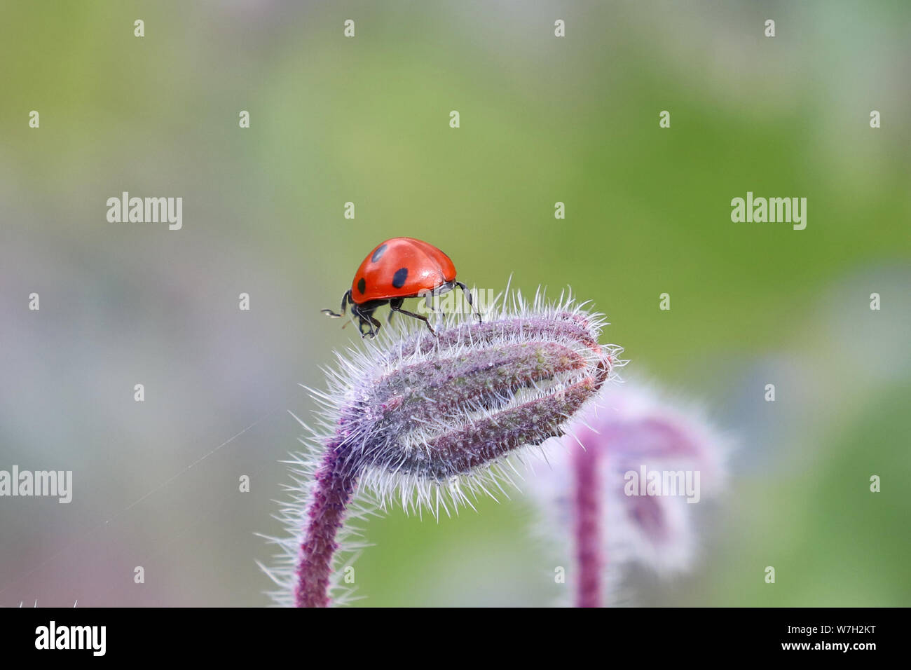 7 spot coccinella su un fiore peloso bud Foto Stock
