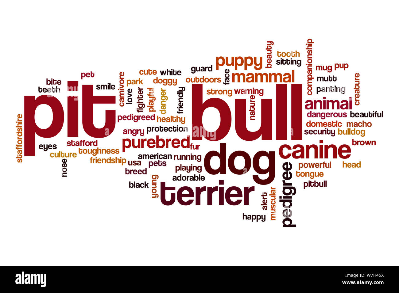 Pit bull word cloud Foto Stock