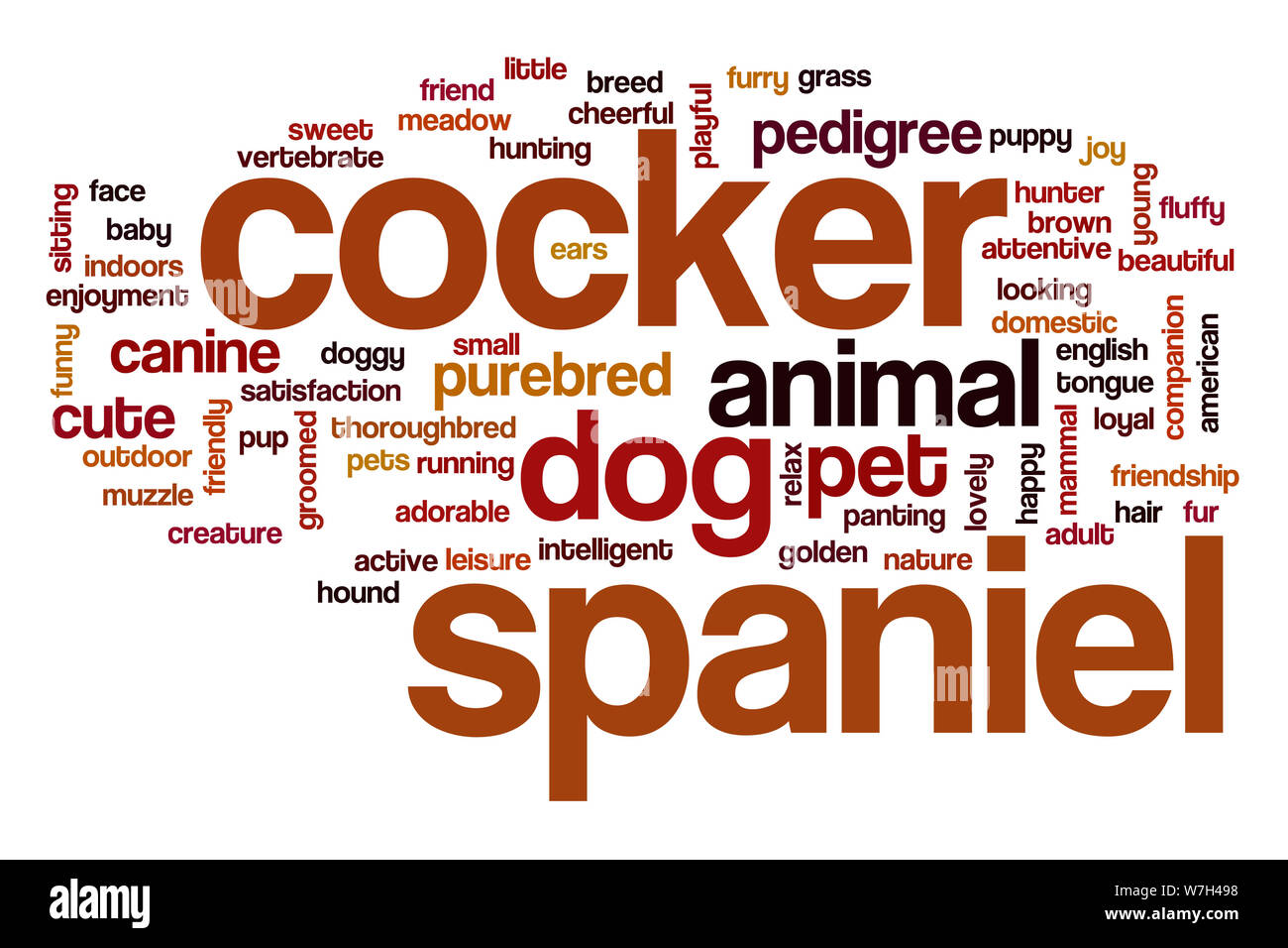 Cocker Spaniel word cloud Foto Stock