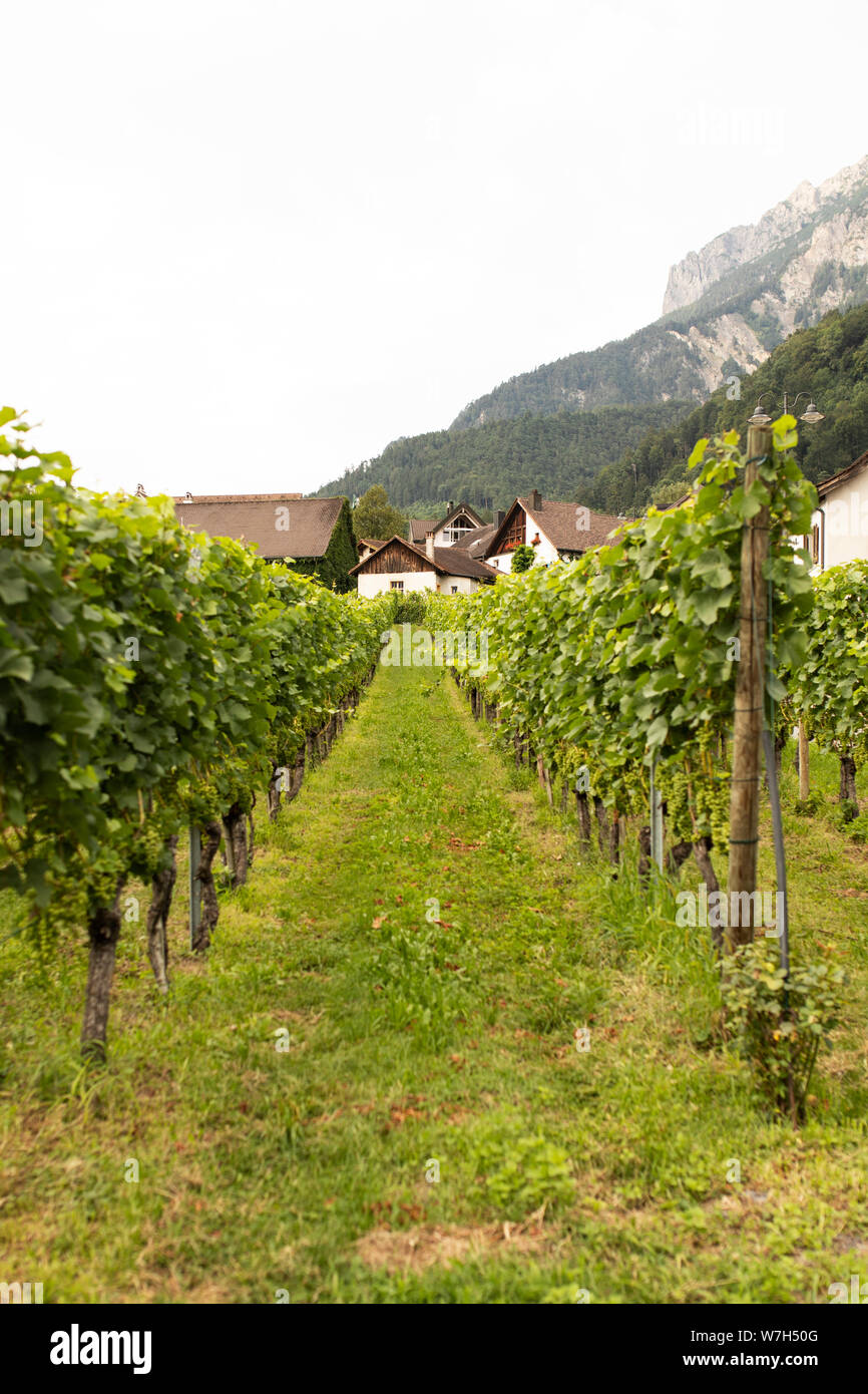 L'uva cresce su vitigni nella gazzetta vigna del Principe del Liechtenstein a Vaduz, conosciuto soprattutto per il pinot nero noto come blu borgogna. Foto Stock