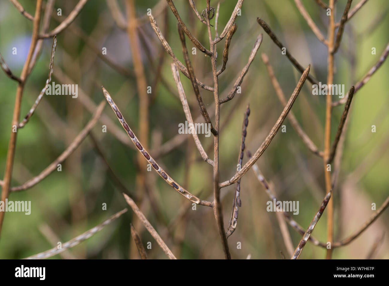 Gewöhnliche Knoblauchsrauke, Samen, Saat, Schote, Frucht, Früchte, Knoblauchsrauke, Knoblauchrauke, Knoblauch-Rauke, Knoblauchs-Rauke, Lauchkraut, tutti Foto Stock