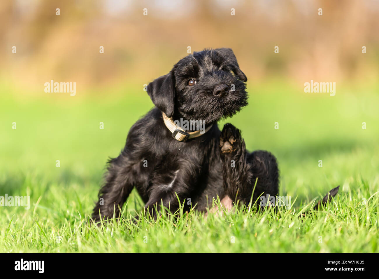 Standard CUCCIOLO SCHNAUZER siede sul prato e graffi se stesso dietro l'orecchio Foto Stock