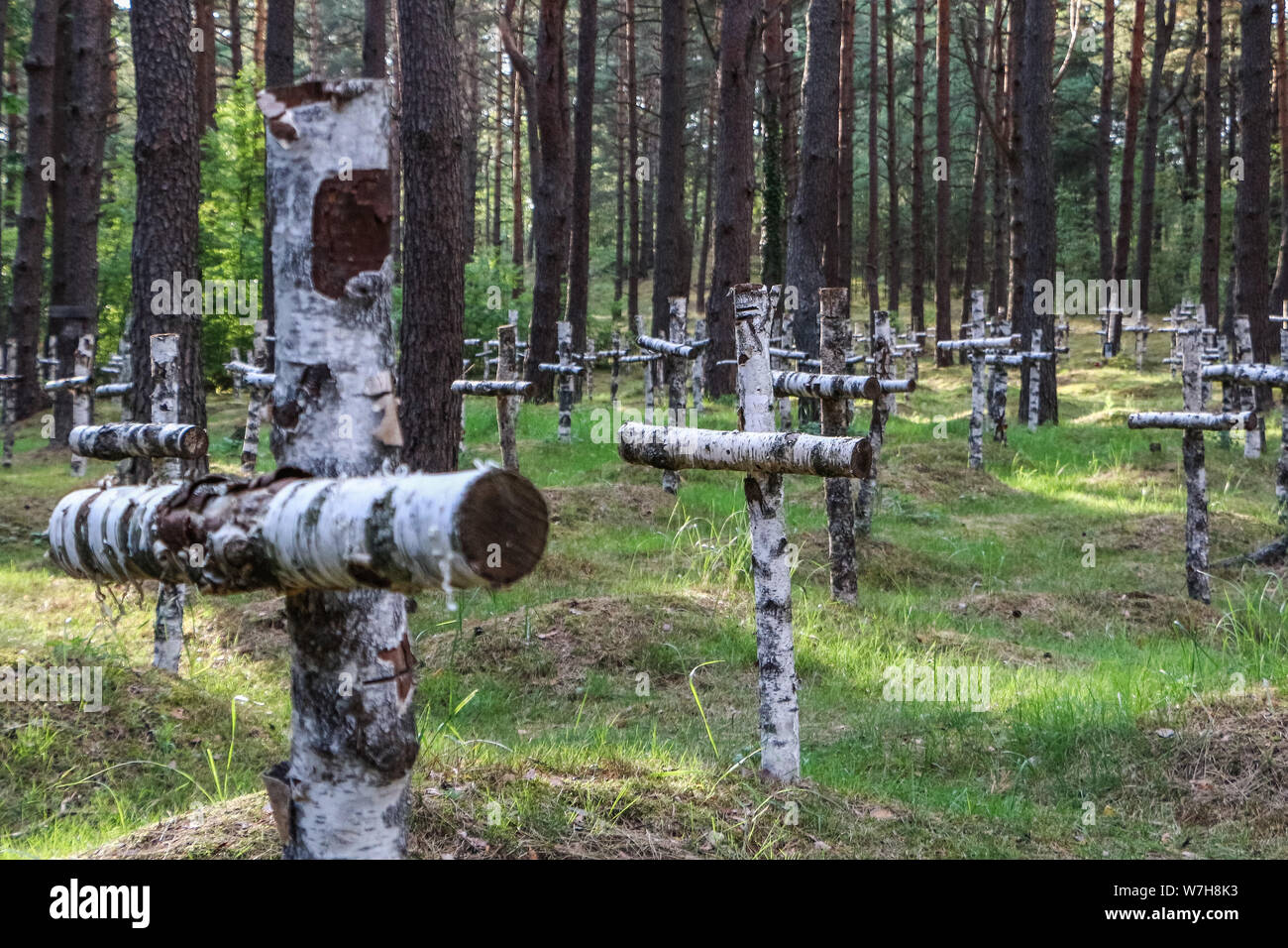 Borne Sulinowo, Polonia. 3rd, Agosto 2019 croci di betulla al cimitero dove uccise e morirono nel campo sovietico soldati russi sono sepolti sono visti nel Borne Sulinowo, Polonia il 3 agosto 2019 Oflag II-D era un tedesco della Seconda guerra mondiale per prigionieri di guerra camp si trova a Gross Nato è stato stabilito a casa francesi ufficiali dalla Battaglia di Francia, più tardi polacco e soldati sovietici. In Ja. 1945 vi erano 5,014 ufficiali e 377 orderlies nel camp. © Vadim Pacajev / Alamy Live News Foto Stock