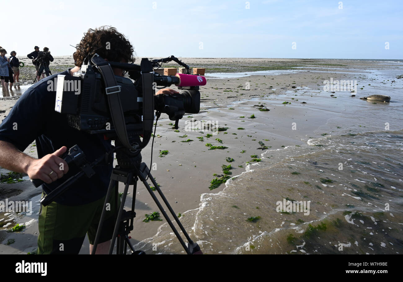 Juist, Germania. 06 Ago, 2019. Un cameraman di film come il primo guarnizioni sulla spiaggia di Est Frisone isola Juist sono sulla loro strada per il Mare del Nord e quindi la loro libertà. Questo è il primo viaggio di reintroduzione della guarnizione della stazione di allevamento Norddeich quest'anno. Credito: Carmen Jaspersen/dpa/Alamy Live News Foto Stock