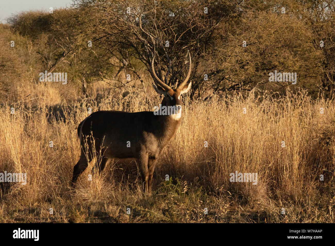 Bella bestia su South African Safari Foto Stock