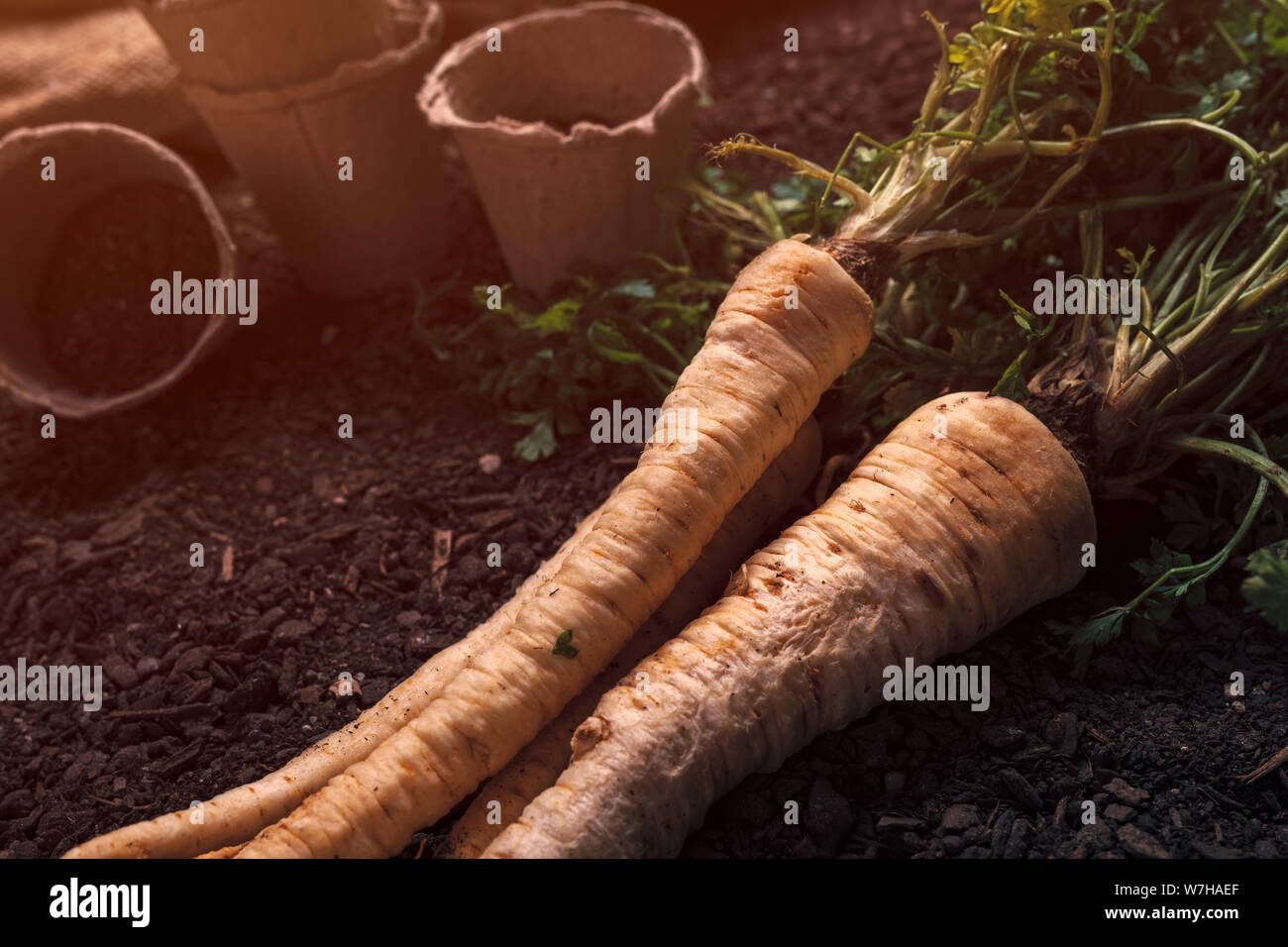 Prezzemolo organico concetto crescente con appena raccolto root su orto di massa di suolo Foto Stock