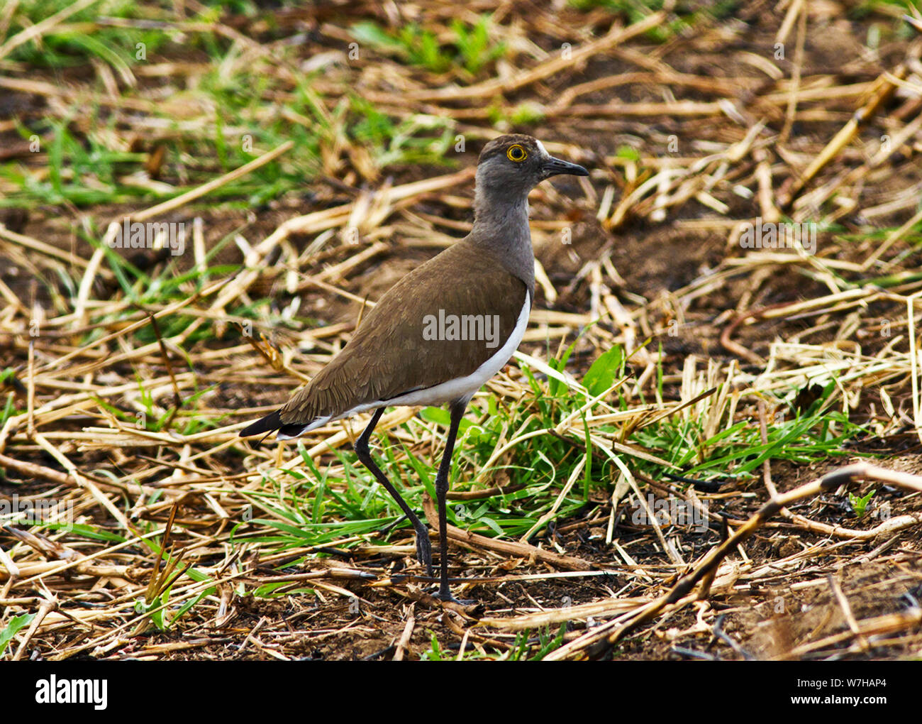 Una visione comune in recentemente masterizzati praterie, il Senegal pavoncella, o minore-blackwinged Plover, si sposta al di sopra di aree estese durante l'anno Foto Stock