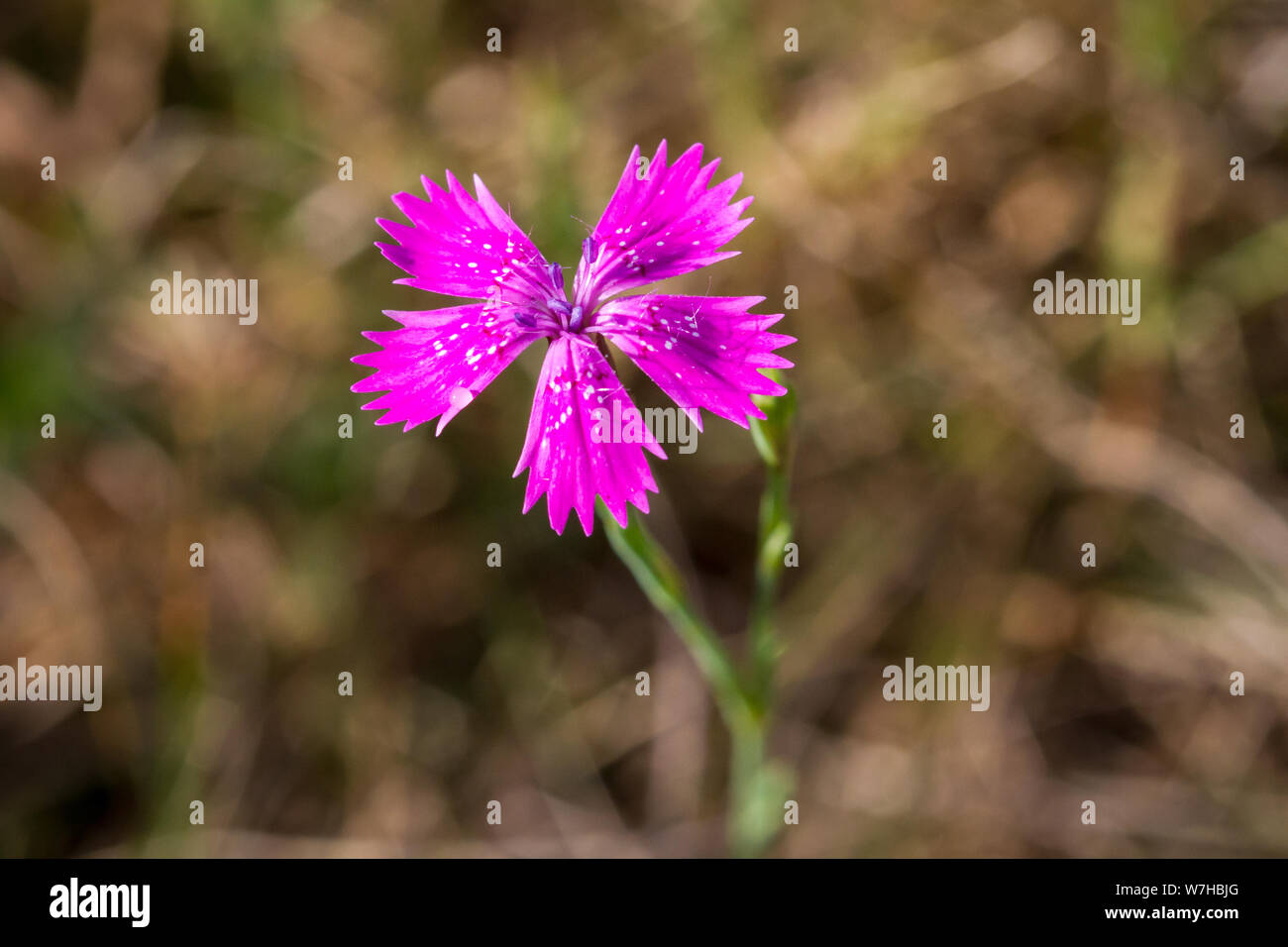 Dianthus carthusianorum (Certosini) rosa Foto Stock