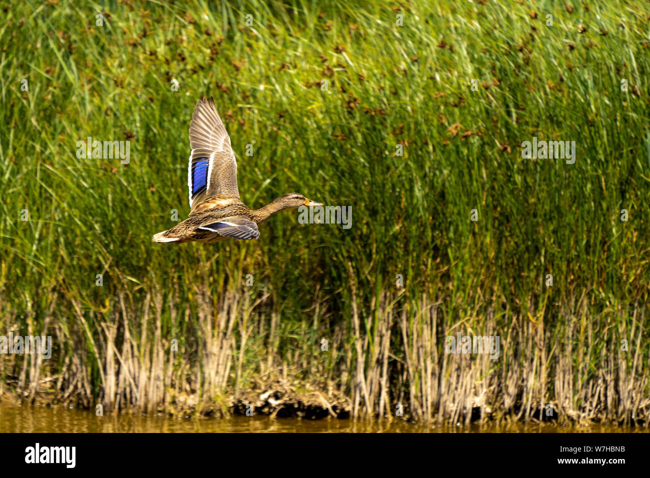 Il Germano Reale, Anas platyrhynchos, in Llobregat Delta riserva naturale. Barcellona. La Catalogna. Spagna Foto Stock