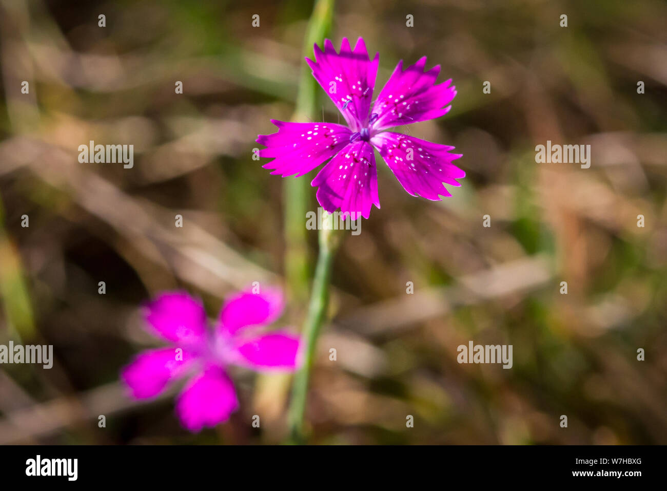 Dianthus carthusianorum (Certosini) rosa Foto Stock