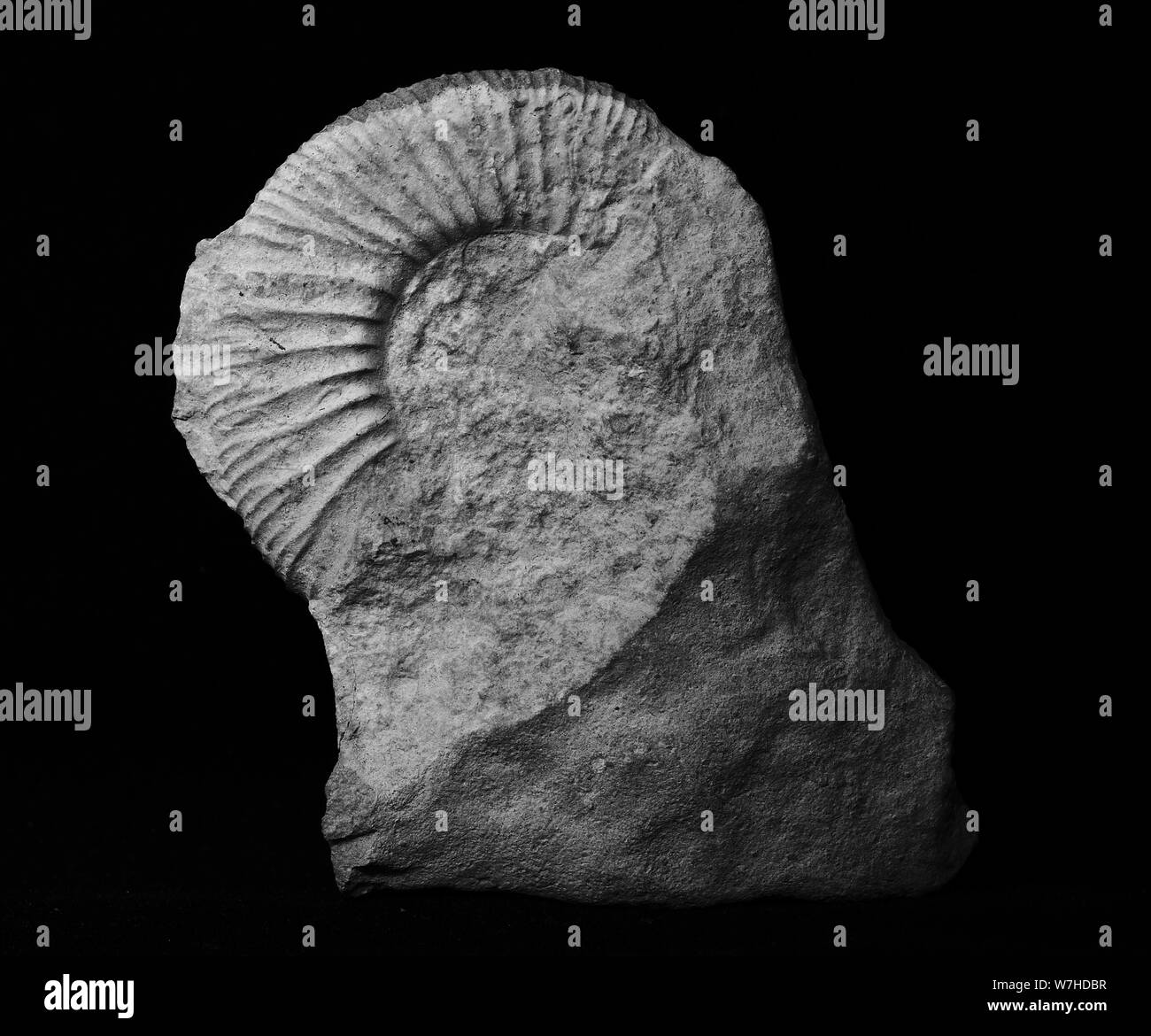 Alto contrasto ammonit fossil parzialmente in una pietra Foto Stock