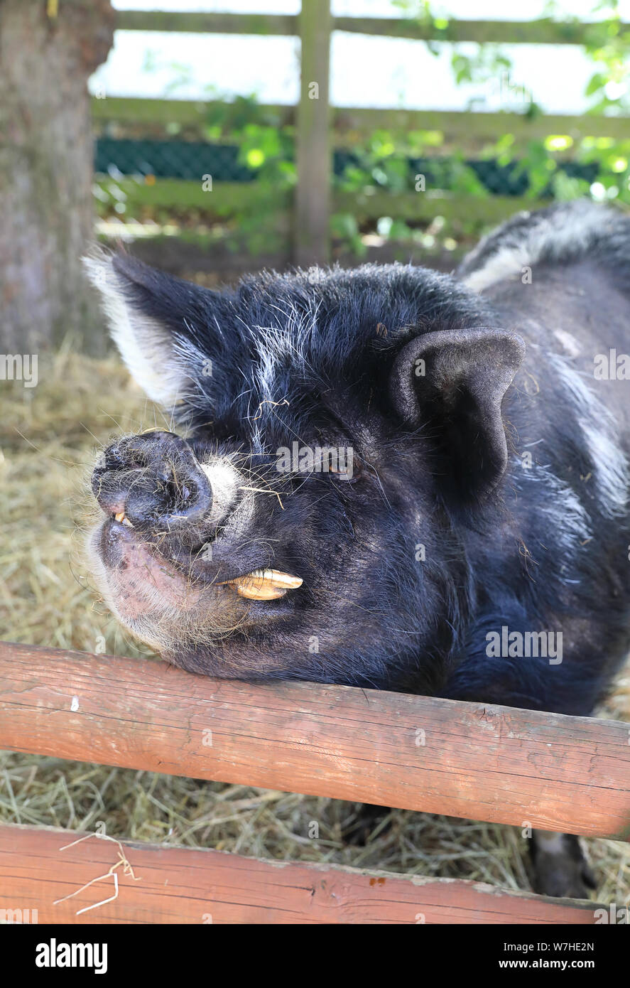 Suino in Spitalfields City Farm, un'oasi urbana vicino a edgy Brick Lane, nella zona est di Londra, Regno Unito Foto Stock