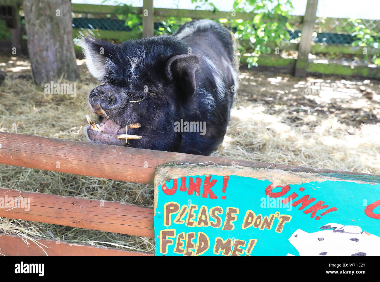 Suino in Spitalfields City Farm, un'oasi urbana vicino a edgy Brick Lane, nella zona est di Londra, Regno Unito Foto Stock