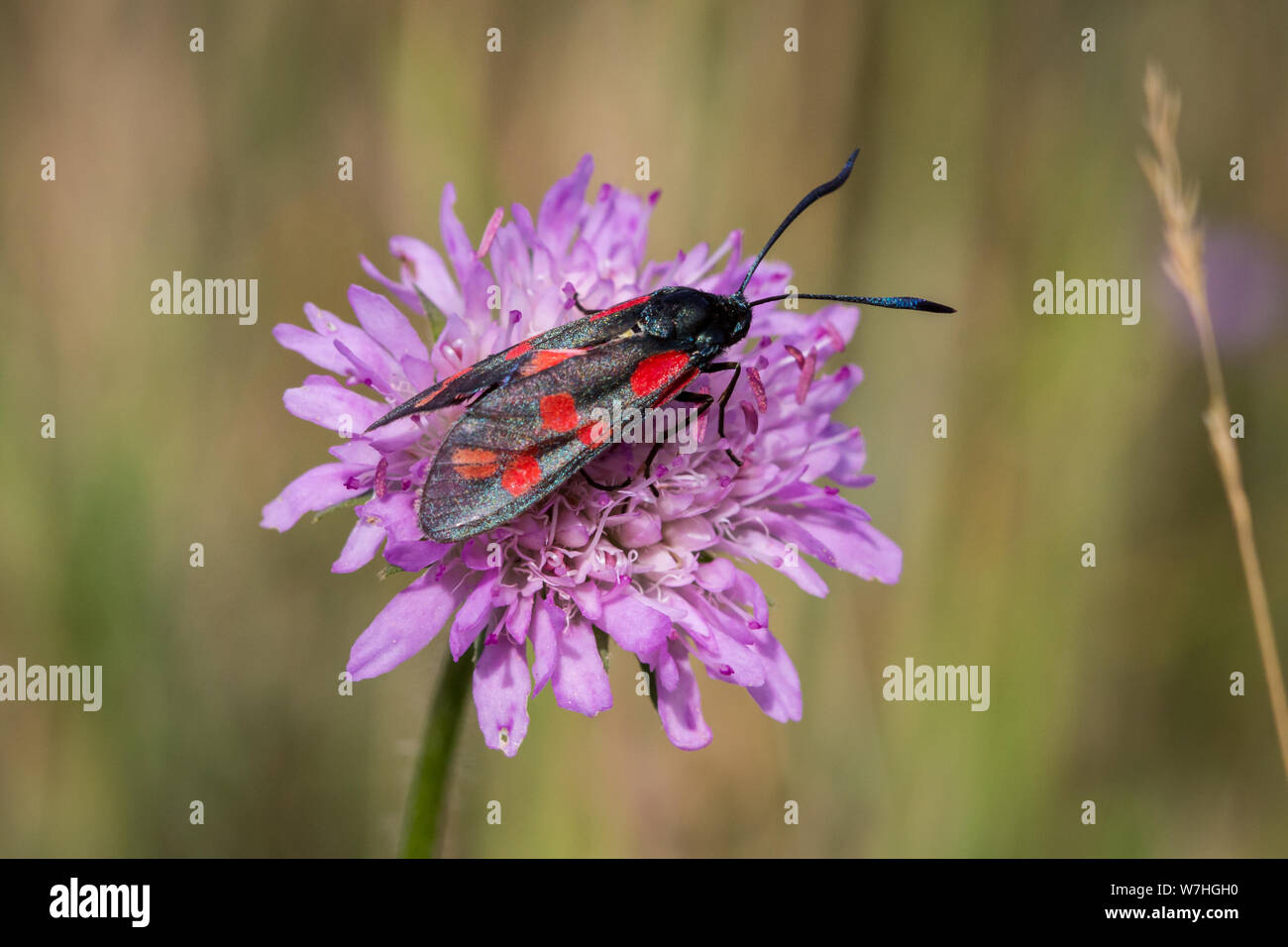 I lepidotteri Zygaena filipendulae (sei-spot bruciato moth / Sechsfleck-Widderchen Motte) Foto Stock