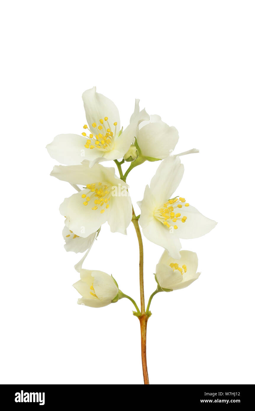 Filadelfo fiori isolati contro white Foto Stock