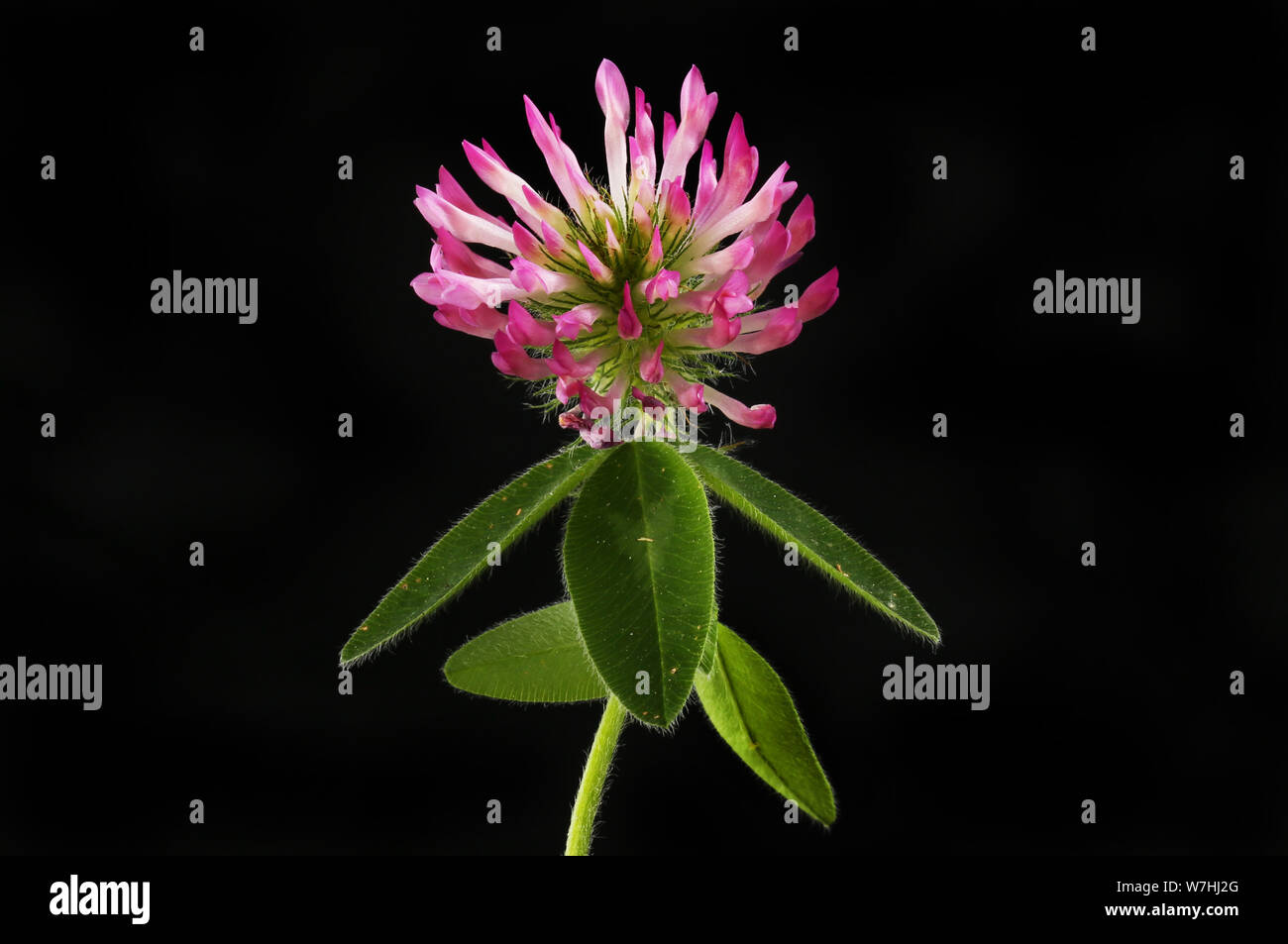 Trifoglio rosso Trifolium, fiori e fogliame nei confronti del nero Foto Stock