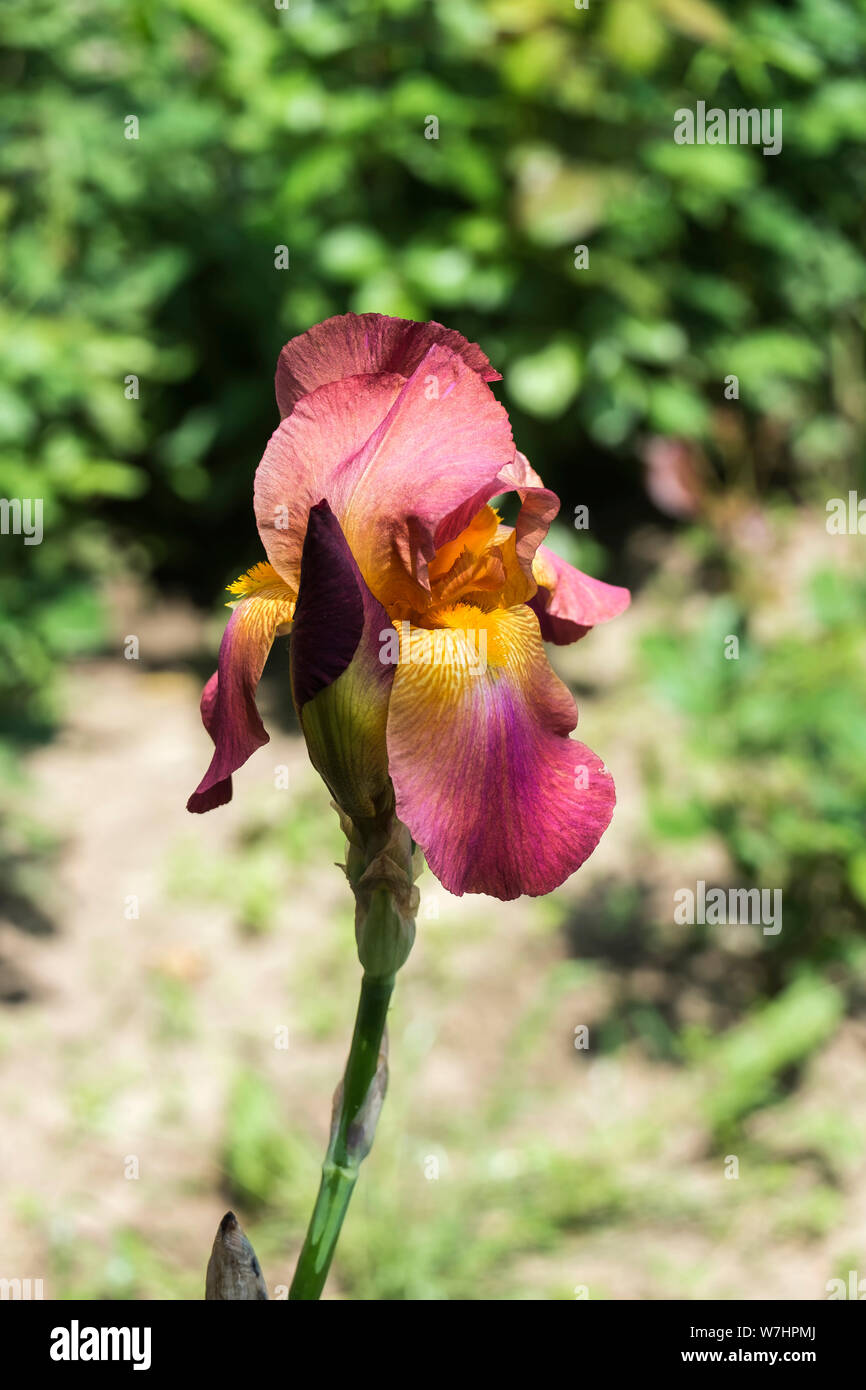 Tall barbuto Iris due tonalità di rosa (capo indiano) Foto Stock