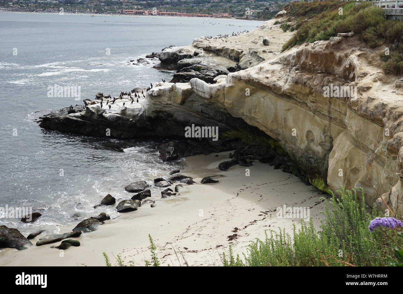 Molti foche, leoni marini e uccelli selvatici Sedersi sulle rocce al La Jolla Cove in California. Foto Stock