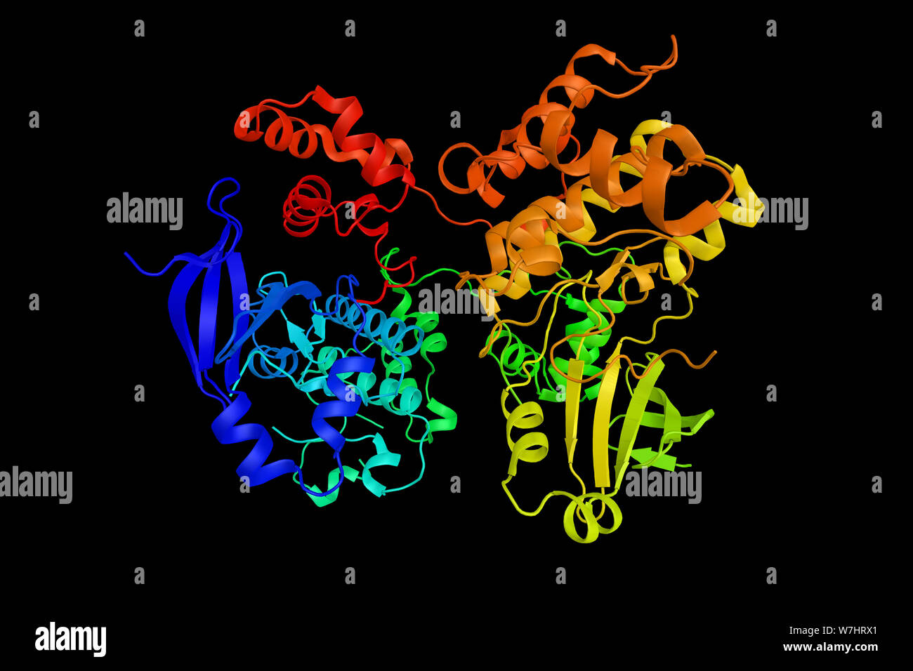 La proteina chinasi, AMP-attivato, alpha 1, un enzima che regola le attività di un certo numero di principali enzimi metabolici attraverso la fosforilazione. 3d stracciatevi Foto Stock