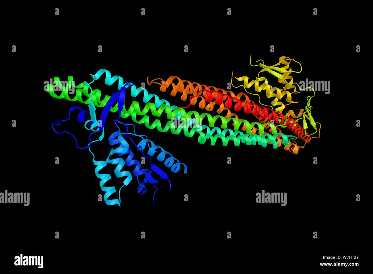 Ordinamento nexin-9, una proteina che interagisce con attivata la Cdc42-chinasi associata-2 per regolare la degradazione del recettore del fattore di crescita epidermica pr Foto Stock