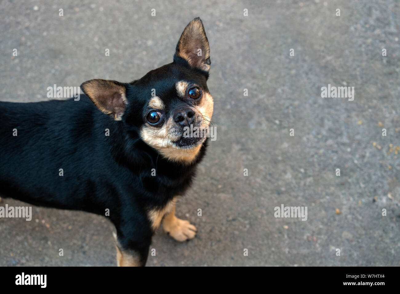 Giocattolo nero Terrier insoddisfatto con qualcosa Foto Stock