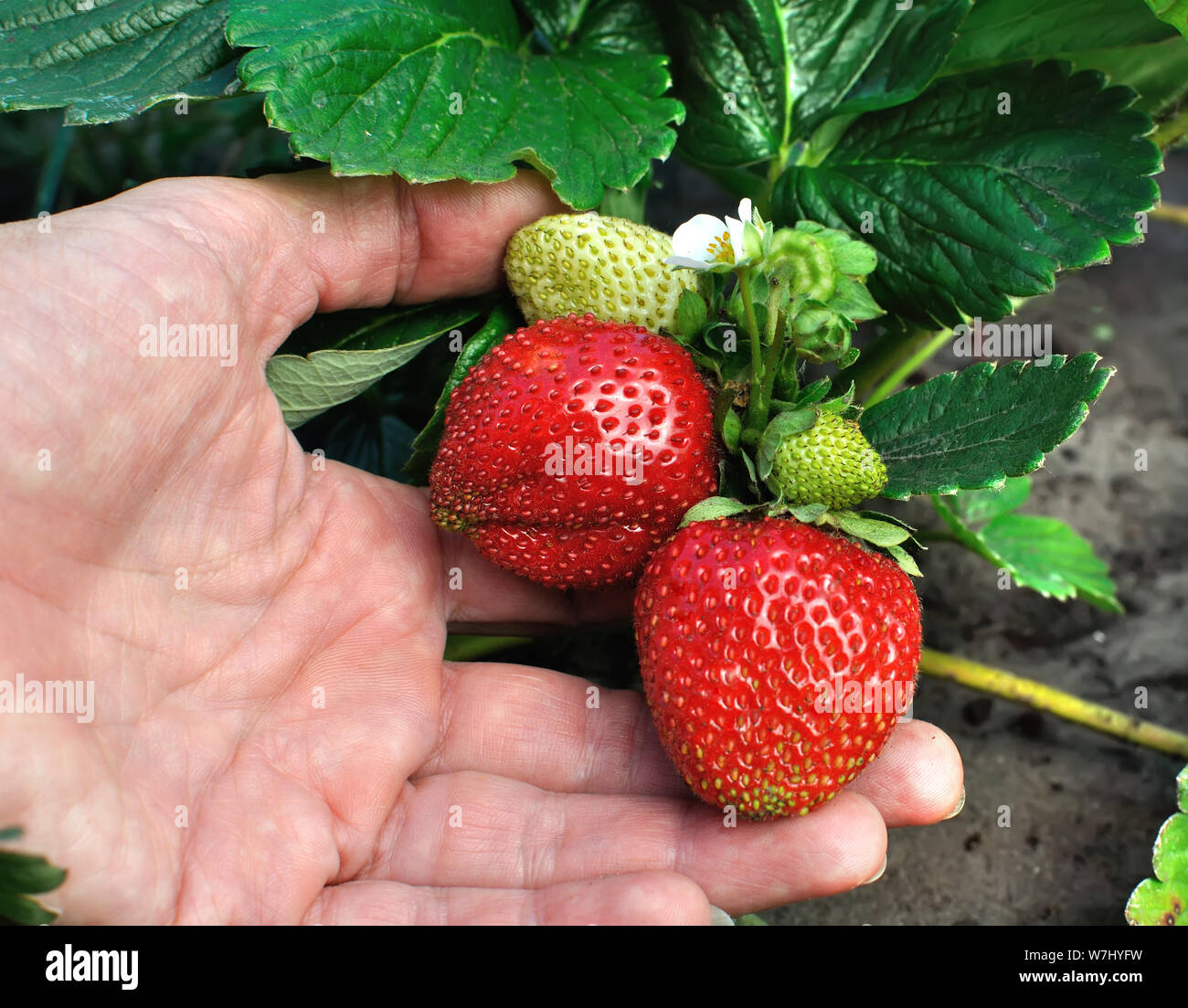 Giardiniere la mano della bella mostra lo stato della coltivazione di piante di fragola Foto Stock