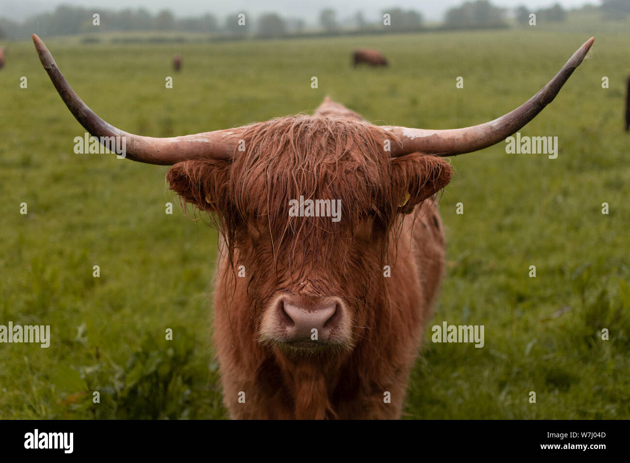 Bovini Highland scozzesi moody Foto Stock