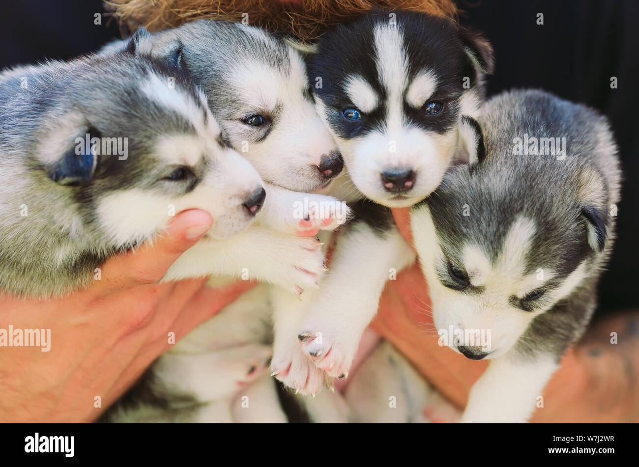 Cuccioli Siberian Husky. Cucciolata cani nelle mani del costitutore. Piccoli cuccioli Foto Stock