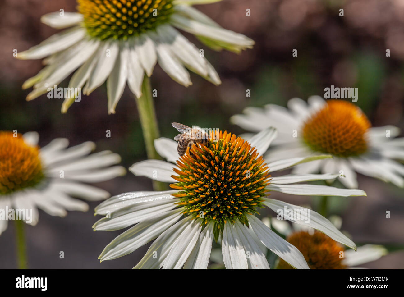 Un Ape su un fiore bianco coneflower (echinacea) Foto Stock