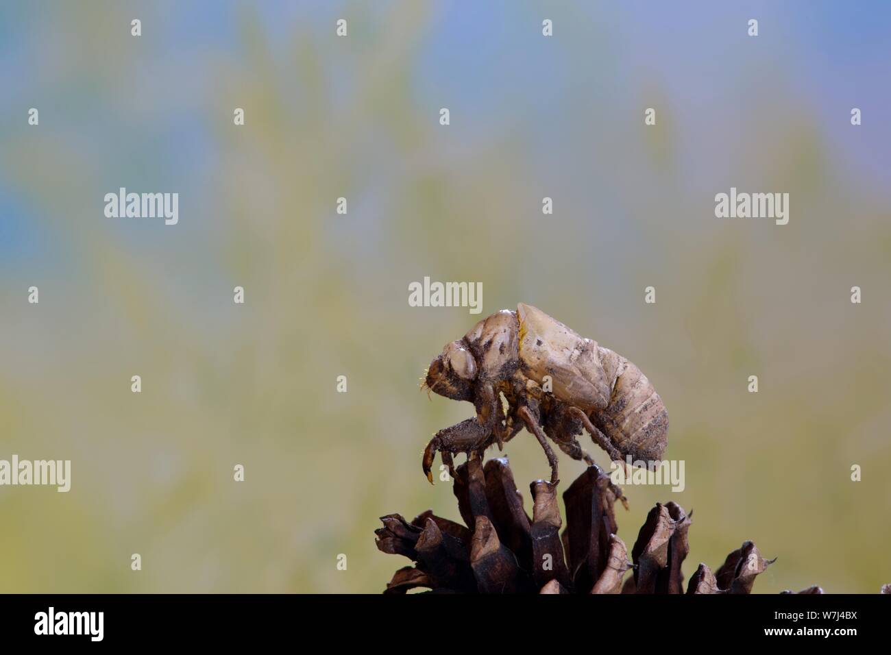 Cicala vuota lolla appollaiato sulla cima di un cono di pino con vasto spazio intorno al soggetto e un dolce sottofondo. Foto Stock