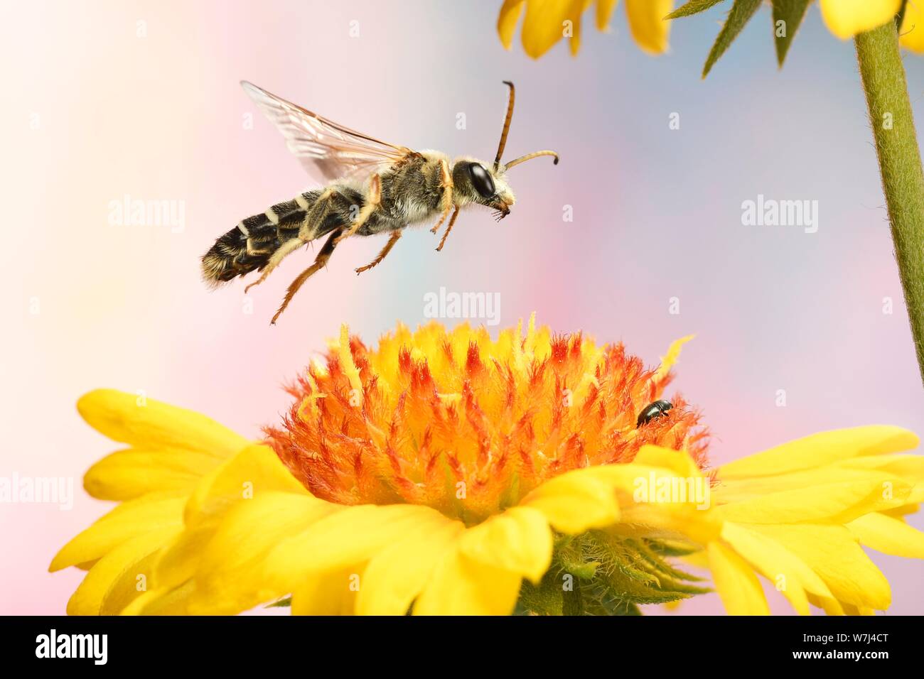 Sei-solco nastrati bee (Halictus sexcinctus) in volo al fiore di una coperta di fiori Gaillardia (Germania) Foto Stock