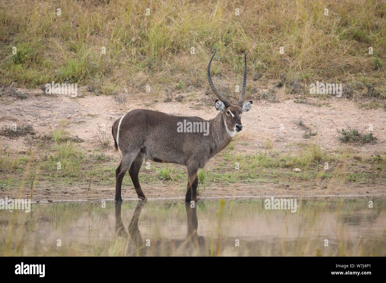 Wild waterbuck bere acqua fresca Foto Stock