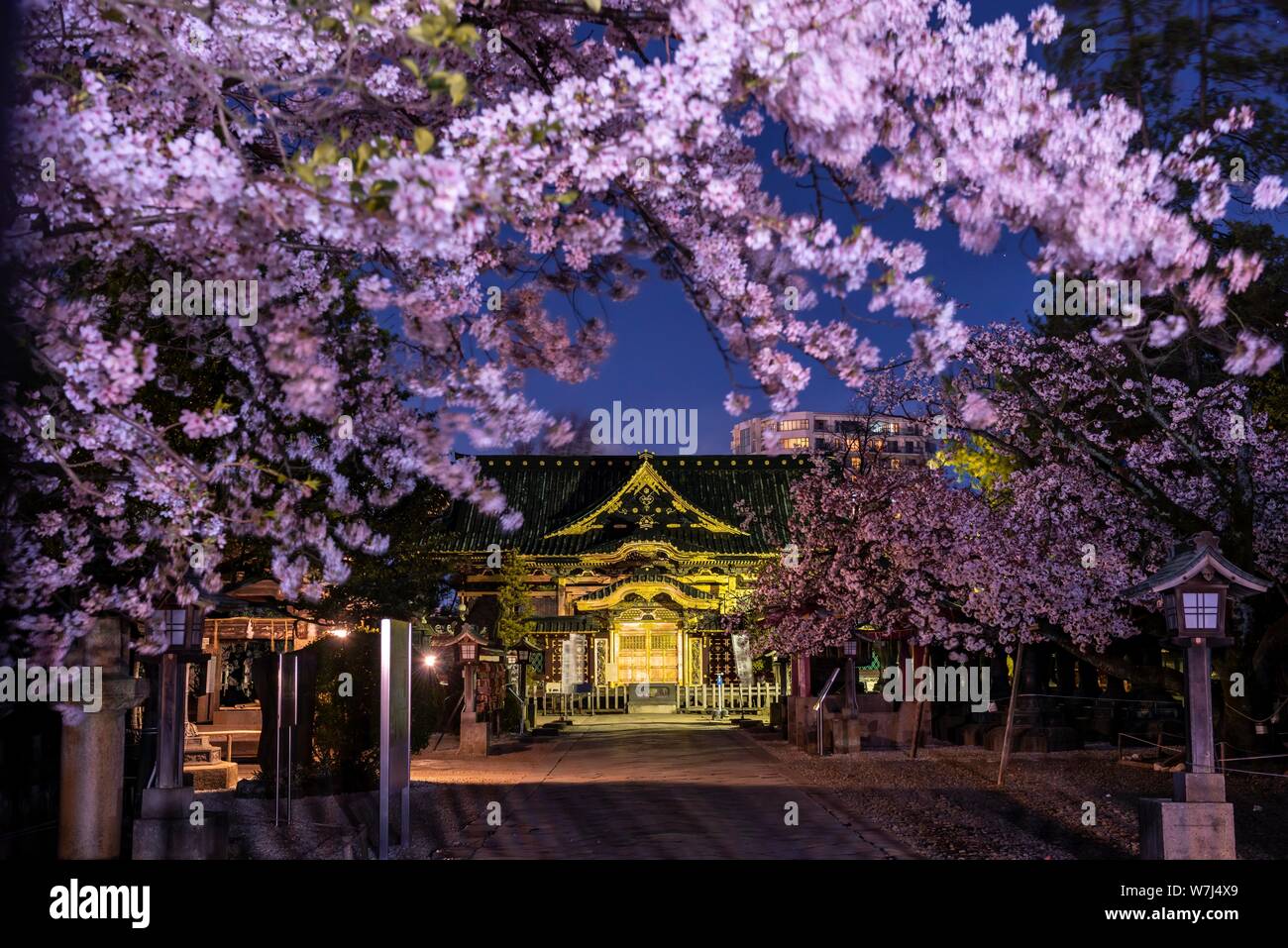 Ueno al Santuario di Toshogu di notte, la fioritura dei ciliegi in Primavera, il Parco Ueno Taito City, Tokyo, Giappone Foto Stock