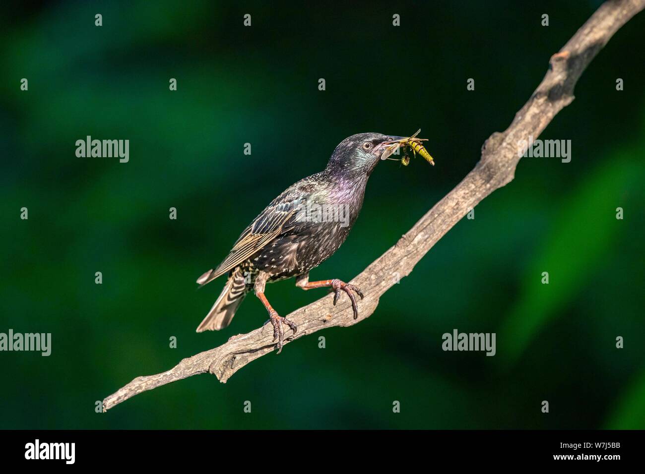 Unione Starling (Sturnus vulgaris) seduto sul ramo con insetto nel becco, Ungheria Foto Stock